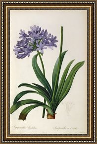Pierre Framed Paintings - Agapanthus umbrellatus by Pierre Redoute