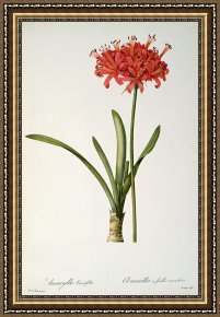 Pierre Framed Paintings - Amaryllis Curvifolia by Pierre Redoute