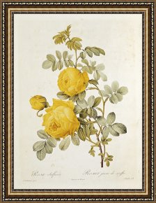 Pierre Framed Paintings - Rosa Sulfurea by Pierre Redoute