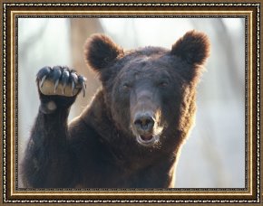 Waves, Framed Prints - A Bear Waves at The Camera by Raymond Gehman