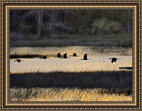 Between Geest And Marsh Framed Paintings - A Flock of Ibis Fly Over The Sunset Colored Marsh by Raymond Gehman