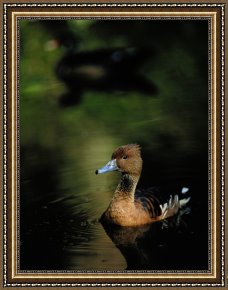 Between Geest And Marsh Framed Paintings - A Ruddy Duck Swims Through The Marsh Waters by Raymond Gehman