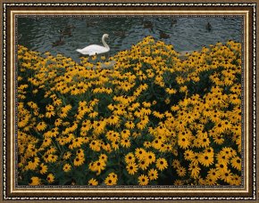 Raymond Gehman Framed Prints - A Swan Swims Past a Beautiful Flower Bed by Raymond Gehman
