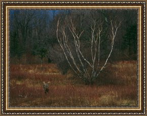 Meadow Angels - White Poppies Framed Prints - A White Tailed Deer Buck Standing Near a Birch Tree in a Meadow by Raymond Gehman