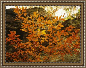 Raymond Gehman Framed Prints - Autumn Colored Beech Trees at Raven Rock by Raymond Gehman