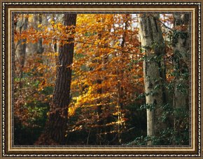 Raymond Gehman Framed Prints - Autumn Colored Beech Trees Holly And Pine in Upland Hardwood Forest by Raymond Gehman