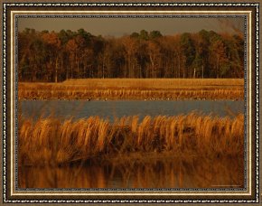 Between Geest And Marsh Framed Paintings - Autumn View of Canada Geese on a Freshwater Marsh at Twilight by Raymond Gehman