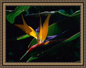 Raymond Gehman Framed Prints - Bird of Paradise Flower by Raymond Gehman