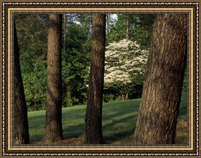 Raymond Gehman Framed Prints - Blooming Dogwood Tree Among Pine Trees by Raymond Gehman