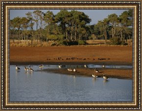 Between Geest And Marsh Framed Paintings - Canada Geese And Resting Ducks at The Edge of a Marsh by Raymond Gehman