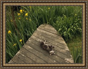 Field of Yellow Irises at Giverny Framed Paintings - Cat Relaxing on a Wooden Deck Near Yellow Irises in Bloom by Raymond Gehman