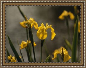 Field of Yellow Irises at Giverny Framed Paintings - Close Up of Yellow Irises in Bloom by Raymond Gehman