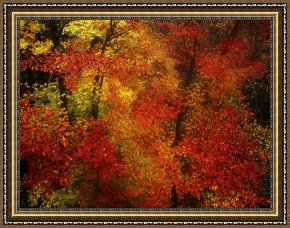 Raymond Gehman Framed Prints - Colorful Beech Trees in a Foggy Rain by Raymond Gehman