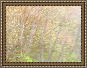 Raymond Gehman Framed Prints - Colorful Trees in Autumn Hues Along Coastal Highway 1 by Raymond Gehman