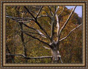 Raymond Gehman Framed Prints - Dead Tree Snag with Autumn Hued Trees Around It by Raymond Gehman