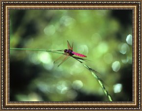 Raymond Gehman Framed Prints - Dragonfly Yangdi Valley Guilin Guangxi China by Raymond Gehman