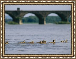 Ducks Framed Paintings - Ducks Paddle Across The Susquehanna River Near The Rockville Bridge by Raymond Gehman