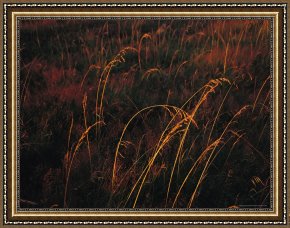When The West with Evening Glows Framed Paintings - Grasses Glow Golden in Evening's Light by Raymond Gehman
