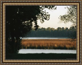 Between Geest And Marsh Framed Paintings - Grasses in a Marsh Surrounded by Trees by Raymond Gehman