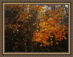 Leaves Framed Paintings - Maple Tree with Autumn Colored Leaves in a Foggy Rainy Forest by Raymond Gehman