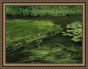 Between Geest And Marsh Framed Paintings - Marsh Grasses And Pond Lilies Isa Lake on The Continental Divide by Raymond Gehman