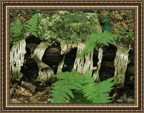 Raymond Gehman Framed Prints - Moss Covered Birch Log And Ferns at The Thuya Garden by Raymond Gehman