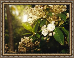 Raymond Gehman Framed Prints - Mountain Laurel in Bloom in Early Morning Light by Raymond Gehman