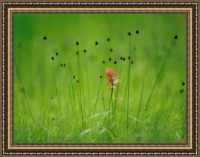 Raymond Gehman Framed Prints - Paintbrush Wildflower Yellowstone National Park Wyoming by Raymond Gehman