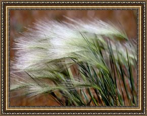 Raymond Gehman Framed Prints - Prairie Grass by Raymond Gehman