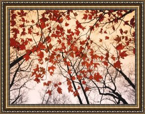 Raymond Gehman Framed Prints - Red Maple And Autumn Sky by Raymond Gehman