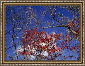Newburyport Meadows Framed Prints - Red Maple Leaves And Blue Sky Atop Meadow Creek Lookout by Raymond Gehman