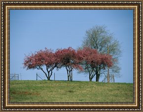 Raymond Gehman Framed Prints - Redbud Trees in Bloom by Raymond Gehman