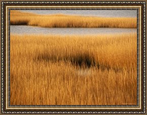 Between Geest And Marsh Framed Paintings - Salt Marsh with Cordgrass at Toms Cove on The Atlantic Ocean by Raymond Gehman