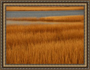 Between Geest And Marsh Framed Paintings - Salt Marsh with Cordgrass at Toms Cove on The Atlantic Ocean by Raymond Gehman