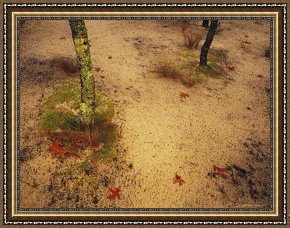Leaves Framed Paintings - Sandy Ground with Moss Covered Tree Trunk Orange Leaves And Grass Near Lake Waccamaw by Raymond Gehman
