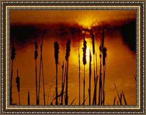 Raymond Gehman Framed Prints - Silhouetted Cattails And Sunlight on The Water at Sunset by Raymond Gehman