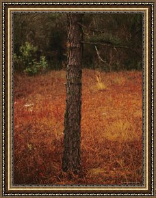 Leaves Framed Paintings - Standing Long Leaf Pine Tree with Wire Grass And Fallen Autumn Leaves Near Lake Waccamaw by Raymond Gehman