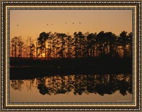 Between Geest And Marsh Framed Paintings - Sunset Behind Loblolly Pines on a Tidal Marsh by Raymond Gehman