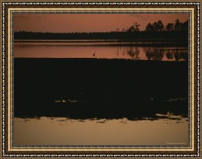 Between Geest And Marsh Framed Paintings - Sunset Behind Loblolly Pines on a Tidal Marsh with a Great Blue Heron by Raymond Gehman