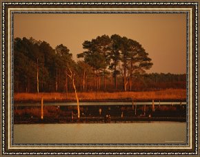 Between Geest And Marsh Framed Paintings - Sunset on Loblolly Pines Near a Brackish Tidal Marsh by Raymond Gehman