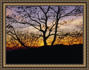 Raymond Gehman Framed Prints - Sunset Through Silhouetted Trees by Raymond Gehman