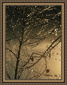 Raymond Gehman Framed Prints - The Frozen Branches of a Small Birch Tree Sparkle in The Sunlight by Raymond Gehman