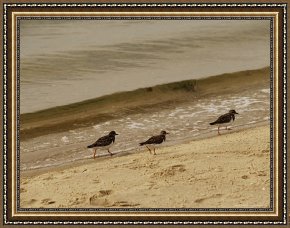 Walking The Plank Framed Paintings - Three Sandpipers Walking at Surf's Edge by Raymond Gehman