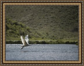 Raymond Gehman Framed Prints - Trumpeter Swan Red Rocks National Wildlife Refuge Montana by Raymond Gehman