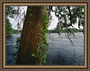 Night View of a Barge And It's Tug on The Kanawha River Framed Paintings - View Across The Savannah River Past a Cypress Tree Laced with Moss by Raymond Gehman