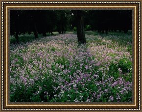Raymond Gehman Framed Prints - View of a Flowering Park at The Temple of Heaven by Raymond Gehman