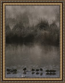Between Geest And Marsh Framed Paintings - Wading Marsh Birds in Early Morning Fog Grand Teton National Park by Raymond Gehman