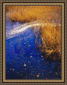 Raymond Gehman Framed Prints - Water Lilies Wind Whipped Foam And Wire Grass at The Lakes Edge Near Lake Waccamaw by Raymond Gehman
