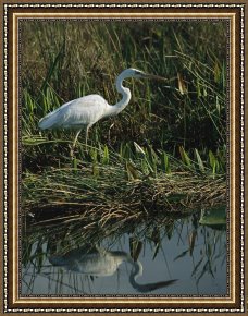 Between Geest And Marsh Framed Paintings - White Great Blue Heron in Pickerel Weeds And Marsh Reeds by Raymond Gehman