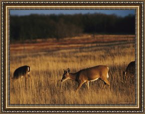 Meadow Angels - White Poppies Framed Prints - White Tailed Deer Eating in a Meadow by Raymond Gehman
